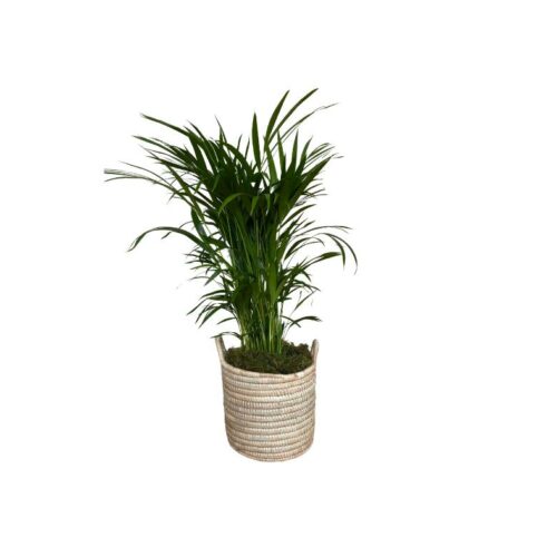 Bamboo Palm Plant