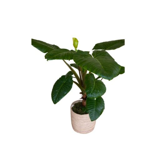 Alocasia (Elephants Ear)