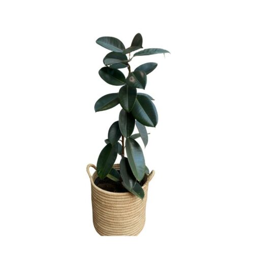Fiddle Leaf Plant