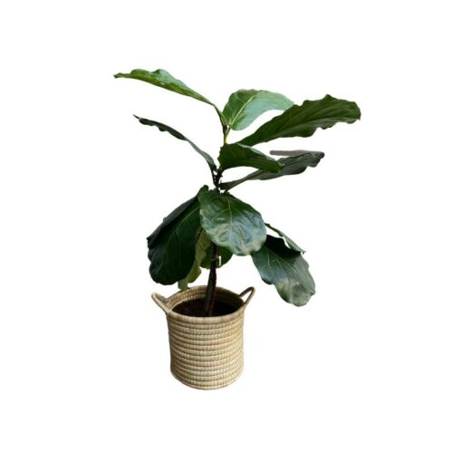 Ficus Lyrata Plant