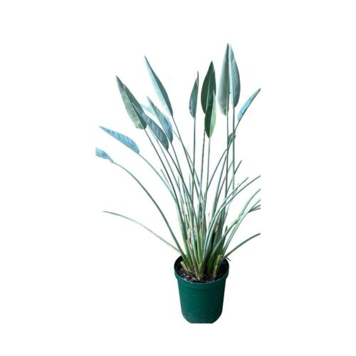 Bird of Paradise Plant