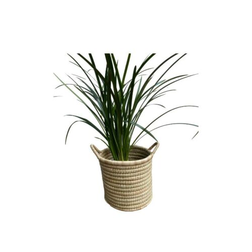 Lily Turf Plant