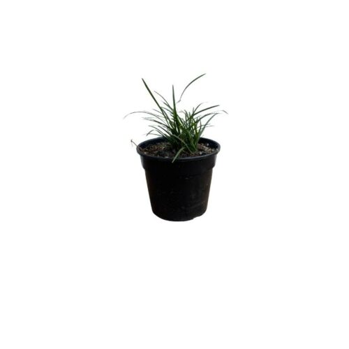 Mondi Grass